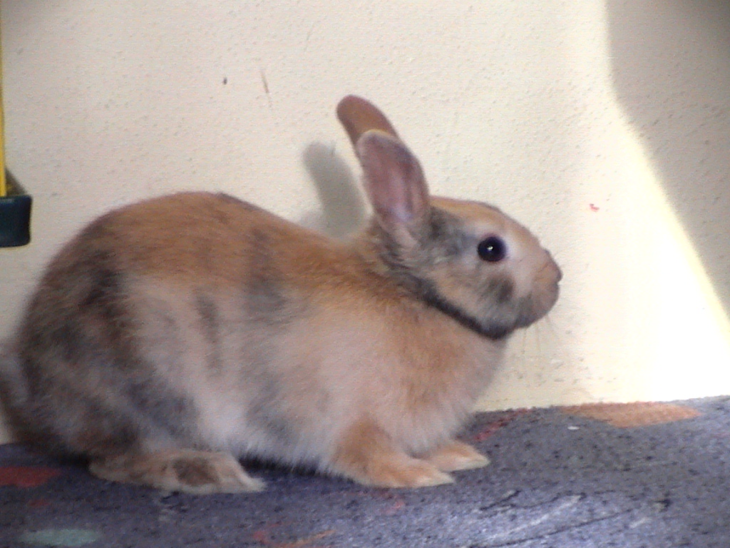 Vyhřívá se na sluníčku